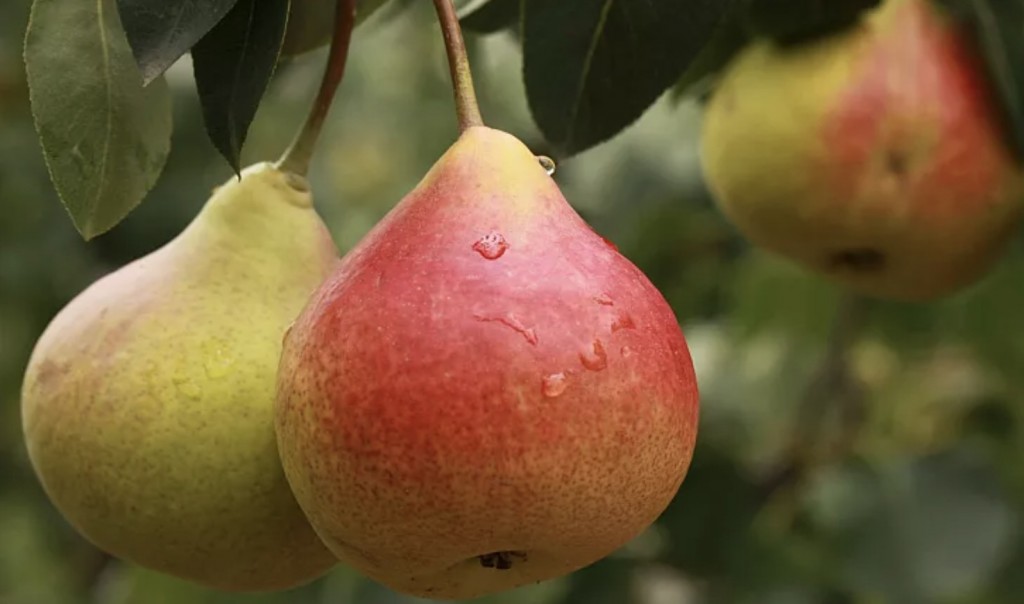 Clima Impazzito La Frutta Sta Scomparendo Dai Frutteti Italiani L