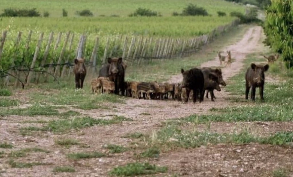 Cinghiali Per Cia Agricoltori Urge Un Piano Di Abbattimenti