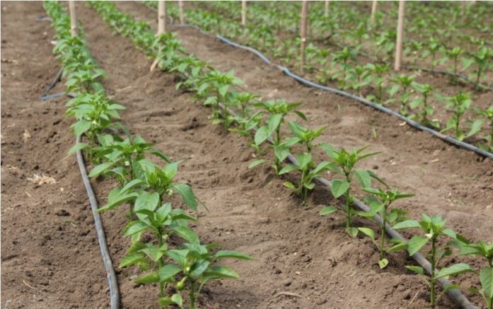 Irrigazione a goccia dei peperoni. Consigli per un buon raccolto 