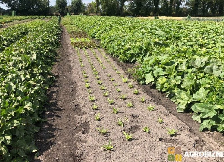HUBEY Calce Algale 2,5 Kg - Fertilizzante Biologico Contro La Piralide Del Bosso E Per Piante Sane