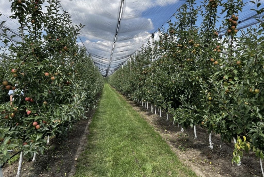 Casco Forestale Con Visiera KYEQATY Scudo Del Viso Per Le Erbe Infestanti, Il Casco Per Casco Protezione Motosega