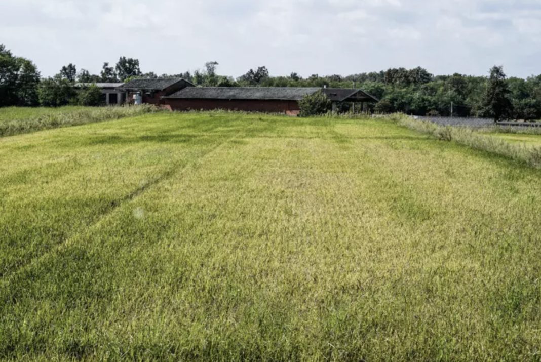 Wide yellow-green field stretches toward a low red-brown barn-like building at the horizon, with trees in the background.