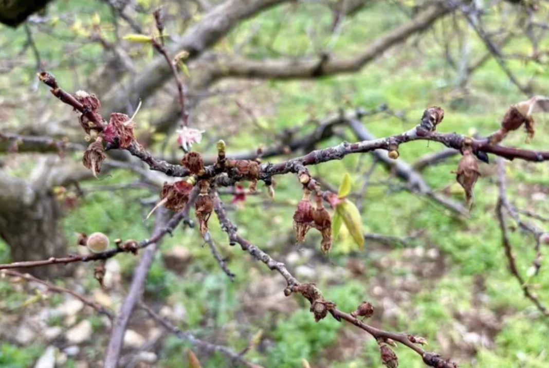 Close-up of a tree branch with brown dried blossoms and a few fresh green buds in springtime, blurred green background behind it