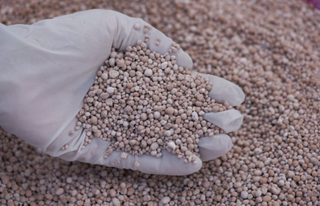Gloved hand holding small beige pellets, with more granules in the background.