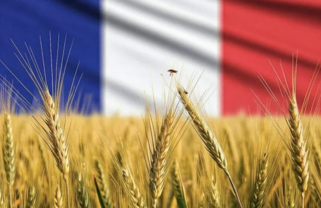 Golden wheat field in foreground with a blurred French flag in the background.