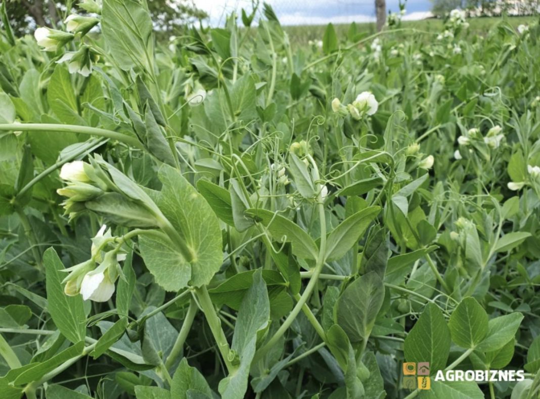 Close-up of green pea plants with white flowers and curling tendrils in a field by a farm crop area.