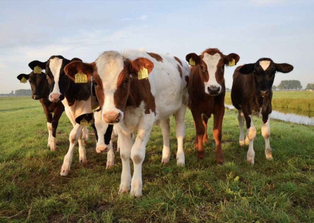 Five cows stand in a grassy field facing the camera, with yellow ear tags visible on their ears.