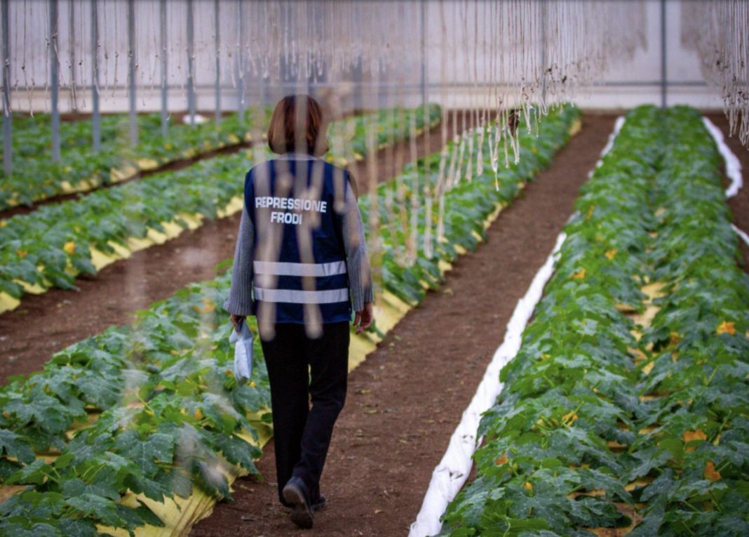 Person wearing a blue vest that reads 'REPRESSIONE FRODI' walks down a greenhouse aisle between rows of leafy crops (back view).