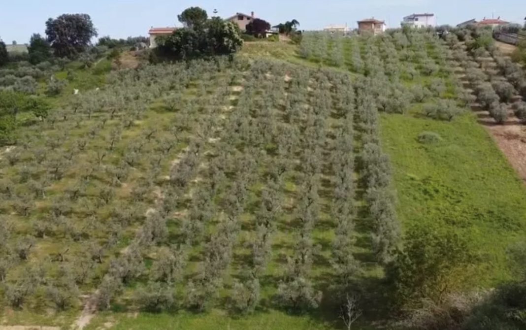 A terraced hillside olive grove with neat rows of silver-green trees and houses at the ridge above.