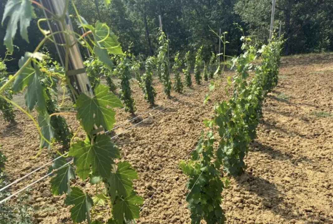 Rows of grapevines on trellises in a sunny vineyard with dry, brown soil between rows.