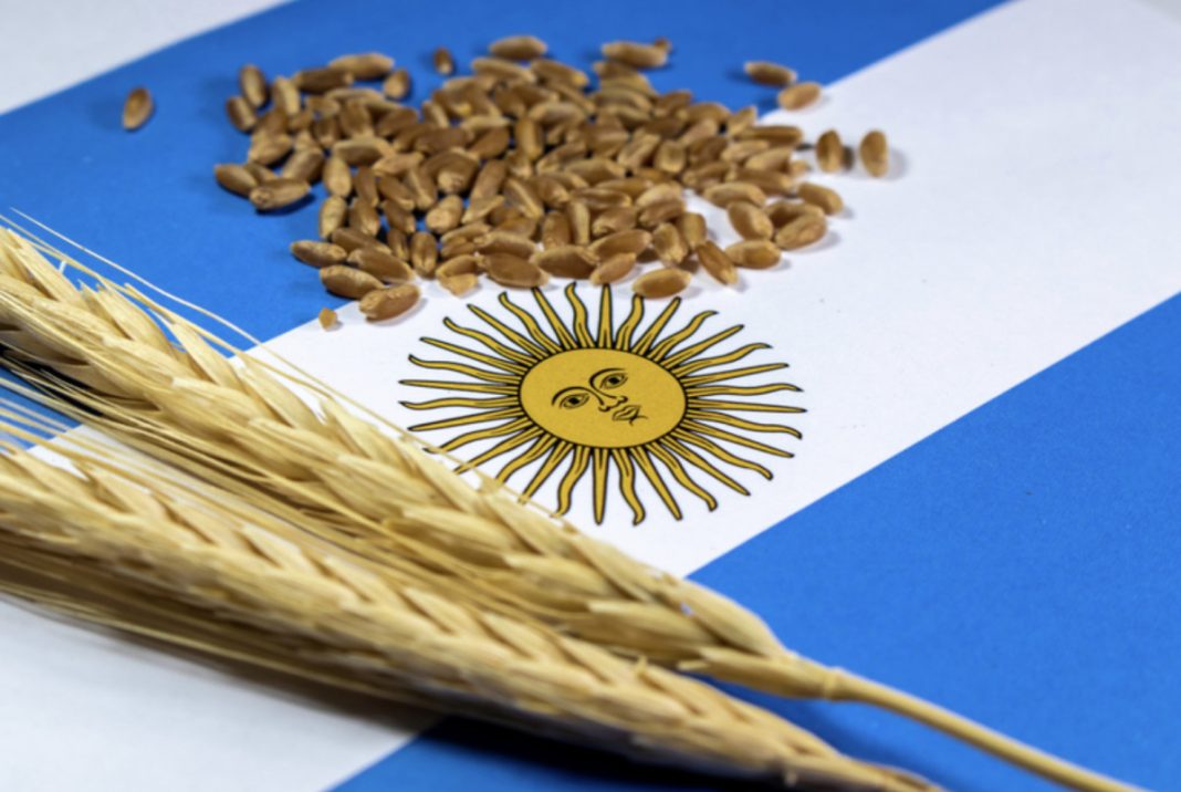 Wheat stalks and scattered grains laid on the Argentine flag, symbolizing agriculture.