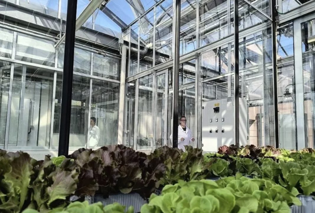 Greenhouse with glass walls and metal framework; two people in lab coats observe the plants in a hydroponic garden bed in the foreground.