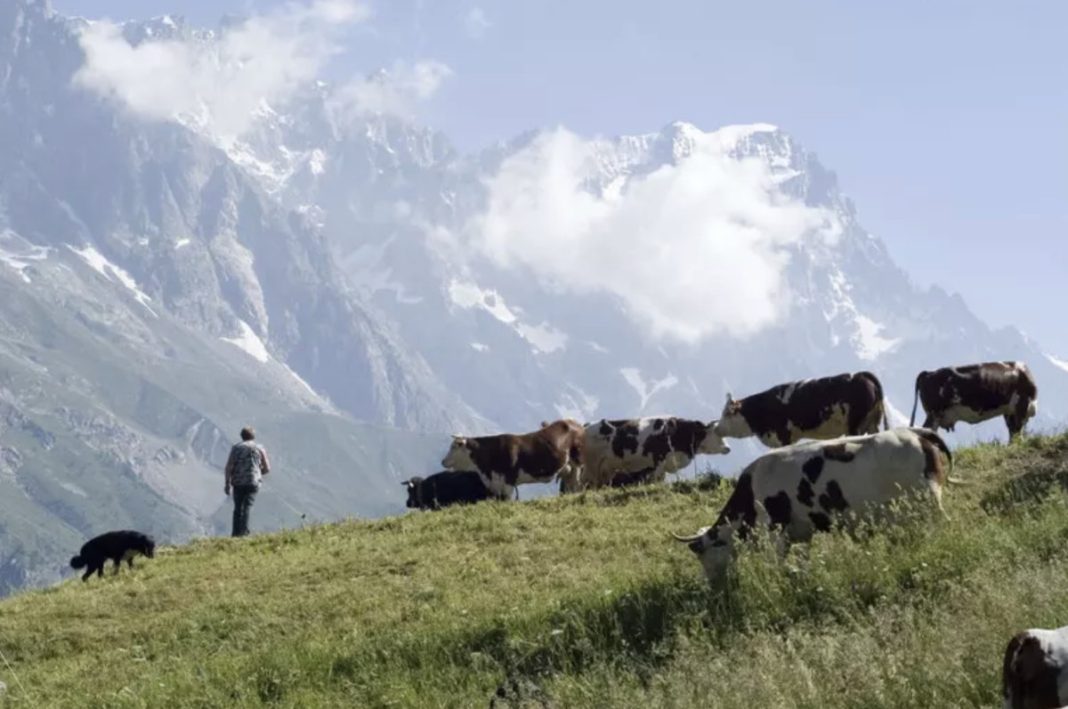 Person walking a small black dog on a grassy alpine hillside while cows graze, with snowy mountains in the background