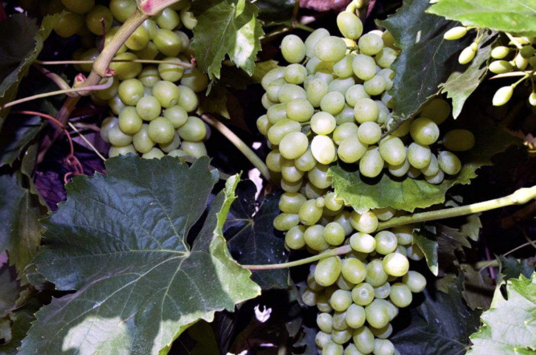 Green grape clusters hanging among large grape leaves on a vine