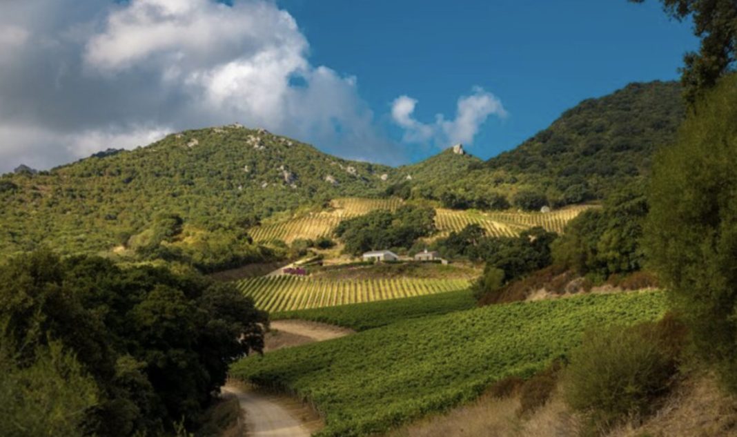 Vineyard on rolling hills with terraced grape rows, a dirt road in the foreground, and a small building cluster under a blue sky.”